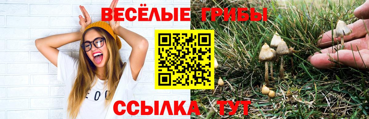 Краснодар  Галлюциногенные грибы Psilocybine cubensis  Вход с VPN 